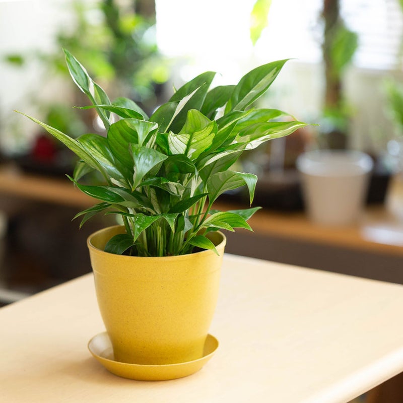 スパティフィラム・ホワイトグリッチの葉裏の表情