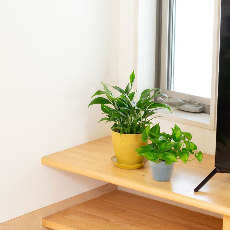 スパティフィラム・ホワイトグリッチの植え替えについて