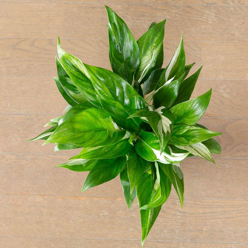 スパティフィラム・ホワイトグリッチを真上から