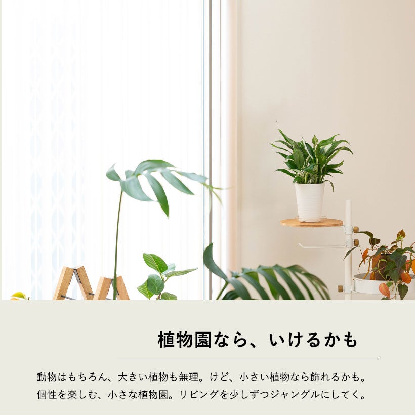 白斑が入りやすい品種スパティフィラムホワイトグリッチ花も咲く