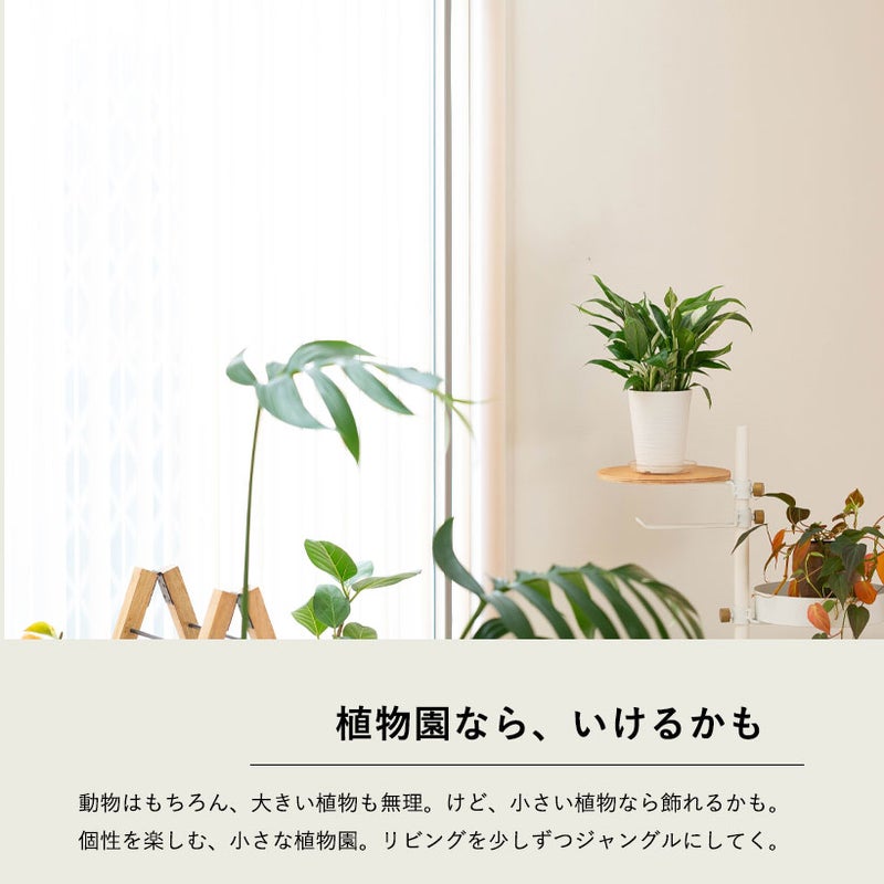 スパティフィラム・ホワイトグリッチを棚の上に飾った写真