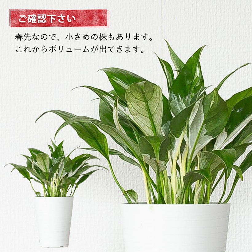 白斑が入りやすい品種スパティフィラムホワイトグリッチ花も咲く