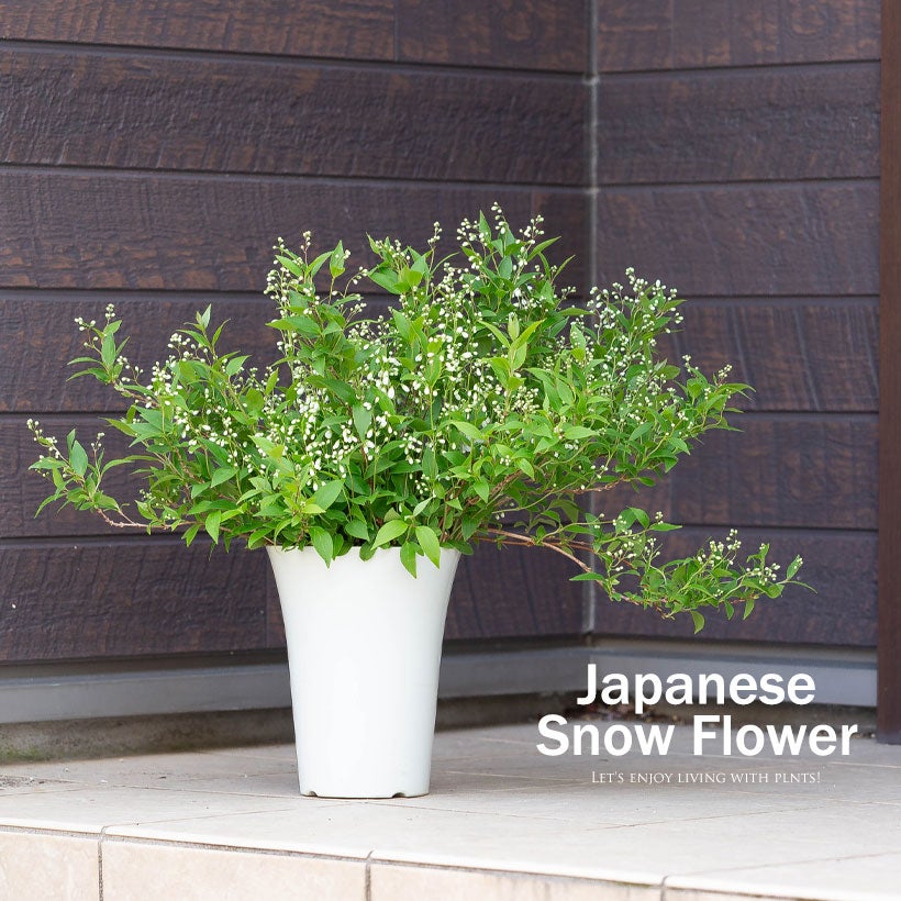 姫ウツギ庭植え可能な6号鉢植え｜剪定せず枝伸ばしてます