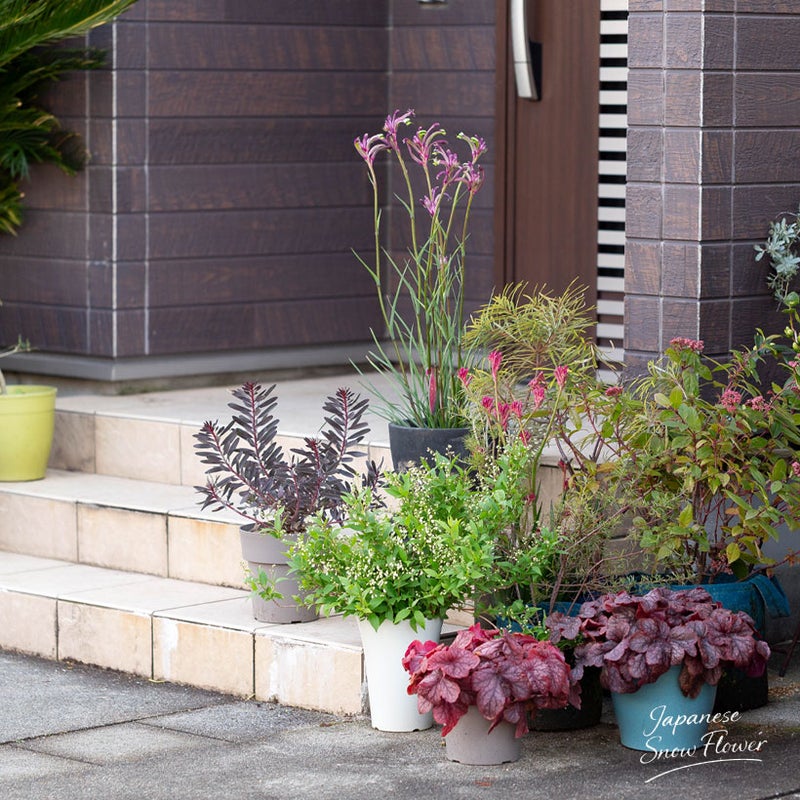 玄関前に姫ウツギを置いた写真