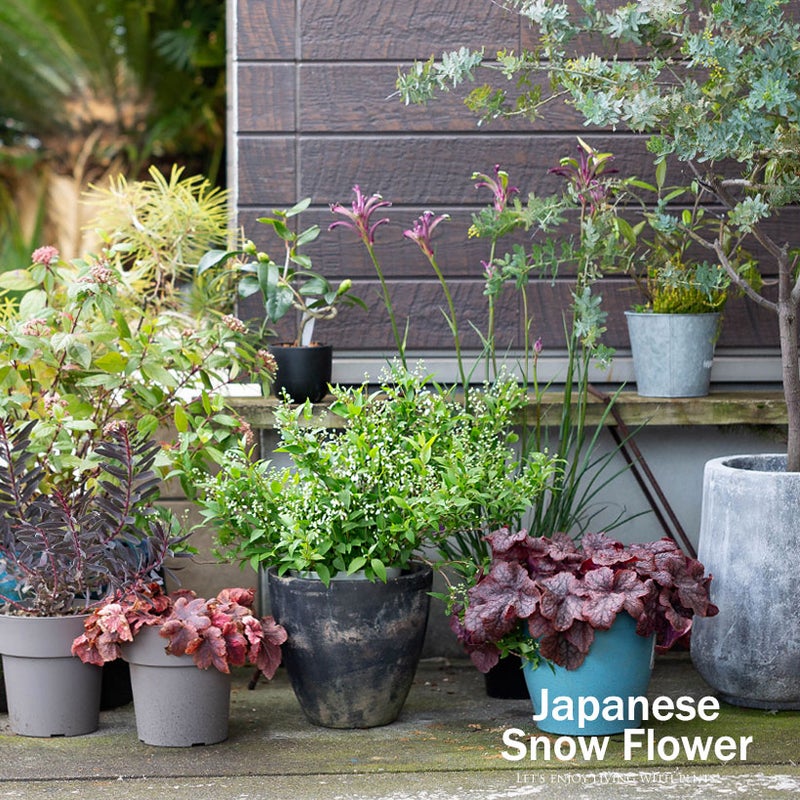 エラチオールベゴニア