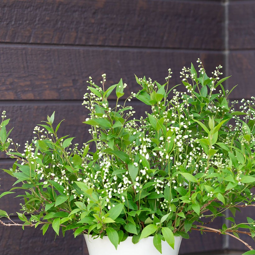 姫ウツギ庭植え可能な6号鉢植え｜剪定せず枝伸ばしてます