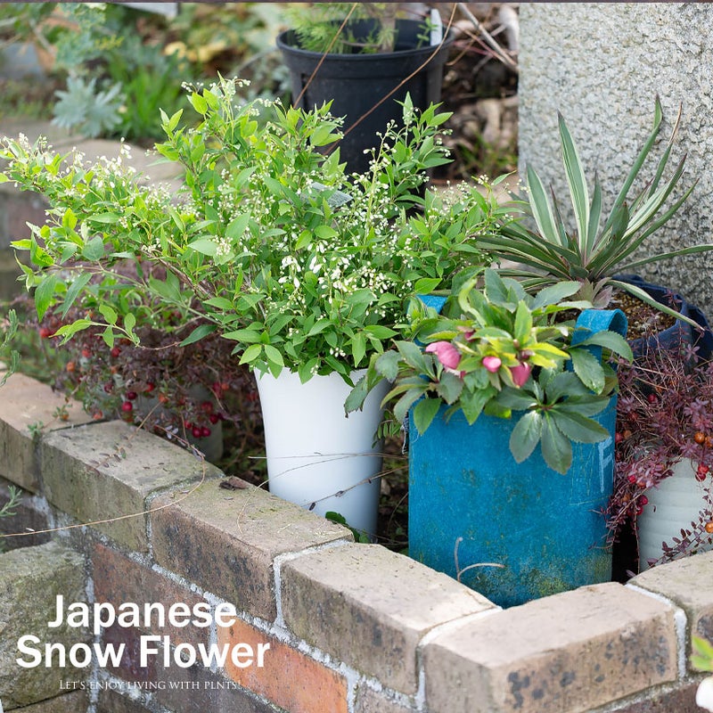 姫ウツギの枝のアップ