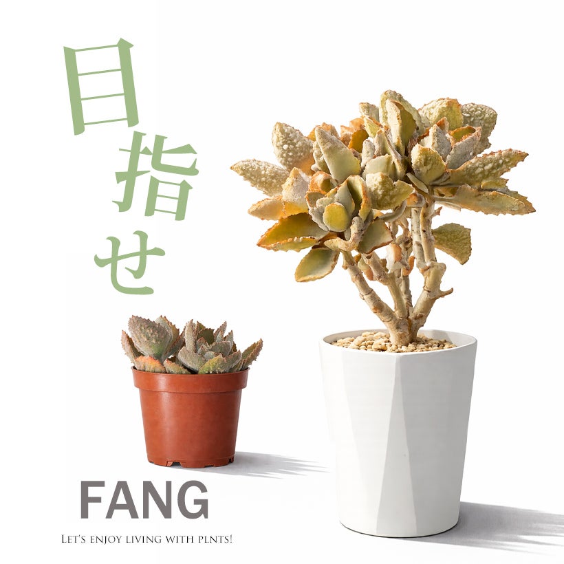カランコエベハレンシス「ファング」大鉢に育つと茎が木質化！怪獣感UP