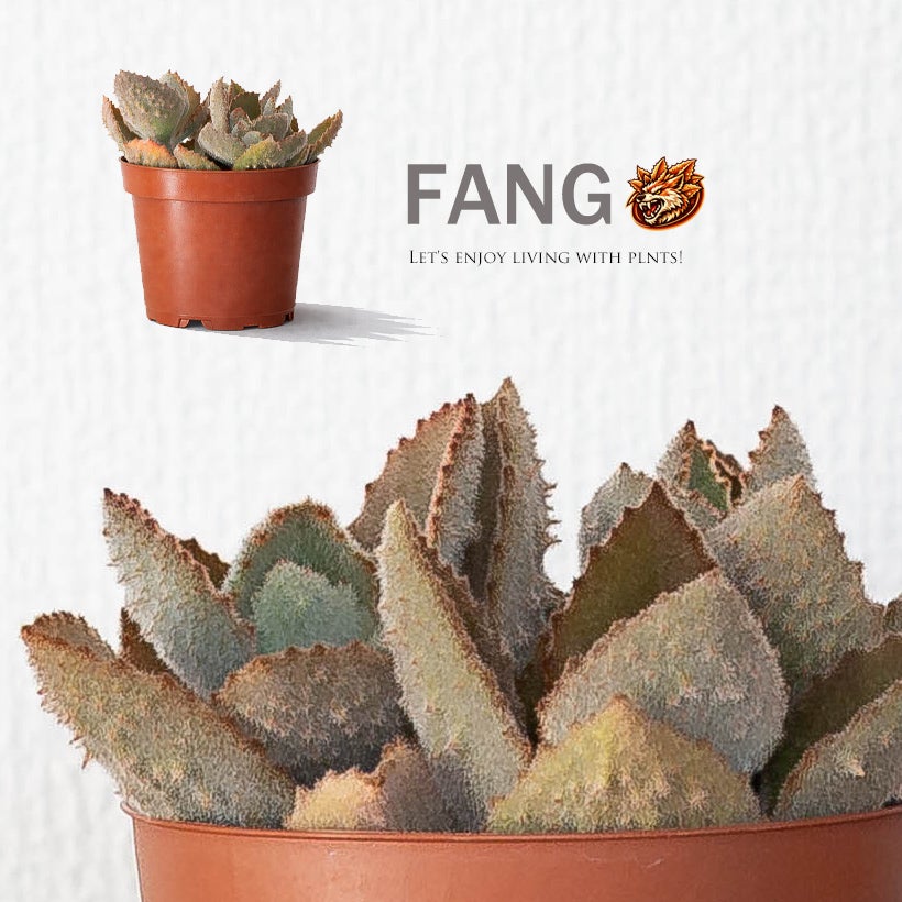 カランコエベハレンシス「ファング」大鉢に育つと茎が木質化！怪獣感UP