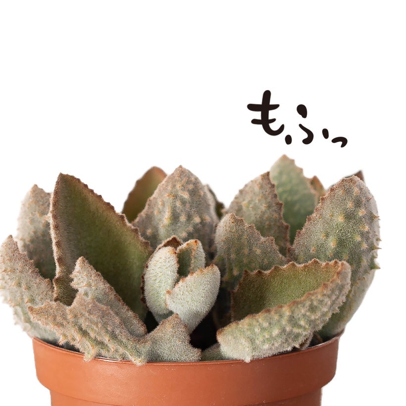 カランコエベハレンシス「ファング」大鉢に育つと茎が木質化！怪獣感UP