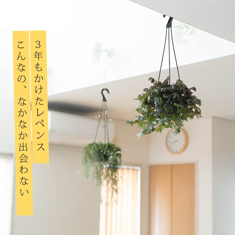 ペリオニアレペンス｜プルクラより流通少ない花咲く観葉（育て方付き）
