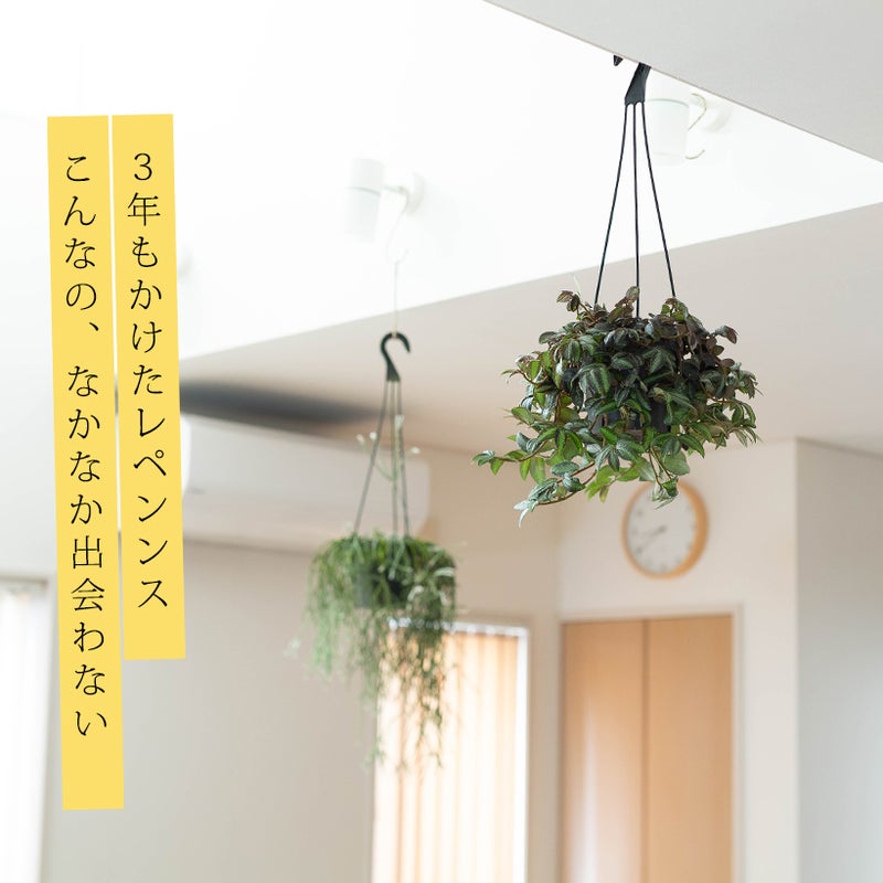 ペリオニアレペンス部屋に飾ったイメージ