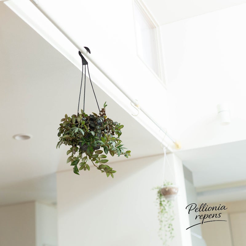 ペリオニアレペンスを部屋に飾ったイメージ