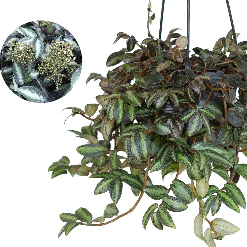 ペリオニアレペンスの花