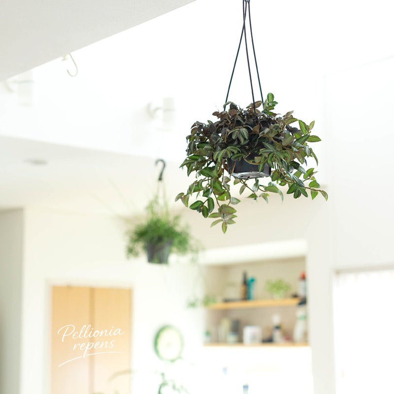 ペリオニアレペンスを部屋に飾ったイメージ