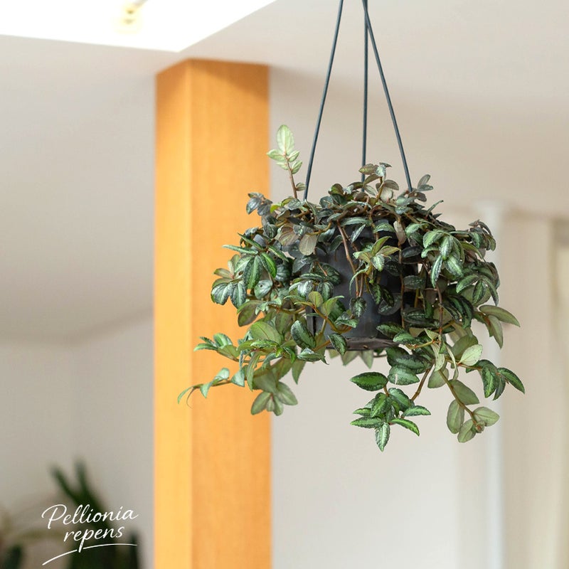 ペリオニアレペンス