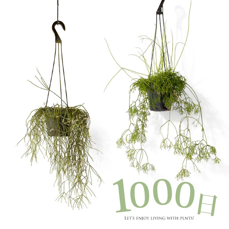 葉の長いリプサリス