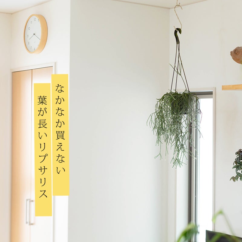 リプサリスピロカルパ