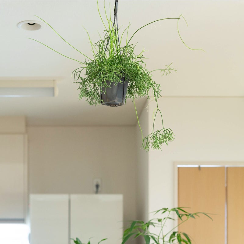 リプサリスケレウスケラ