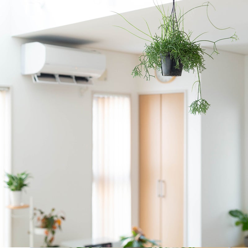 リプサリスを飾ったイメージ