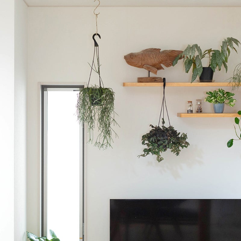 リプサリスを飾ったイメージ