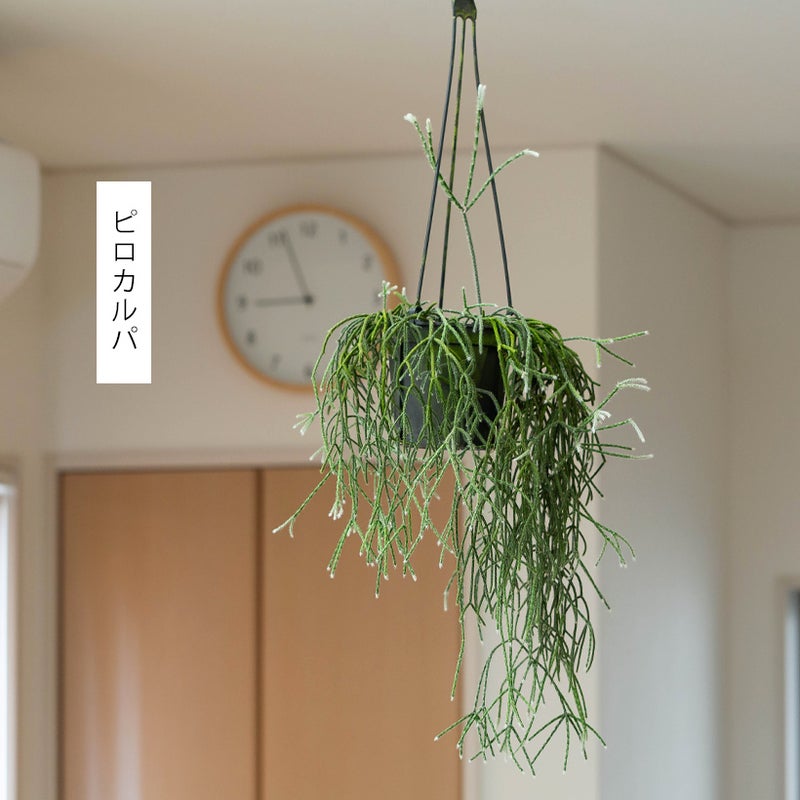 リプサリスピロカルパ