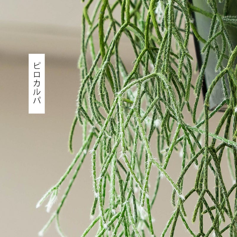 リプサリスピロカルパの葉