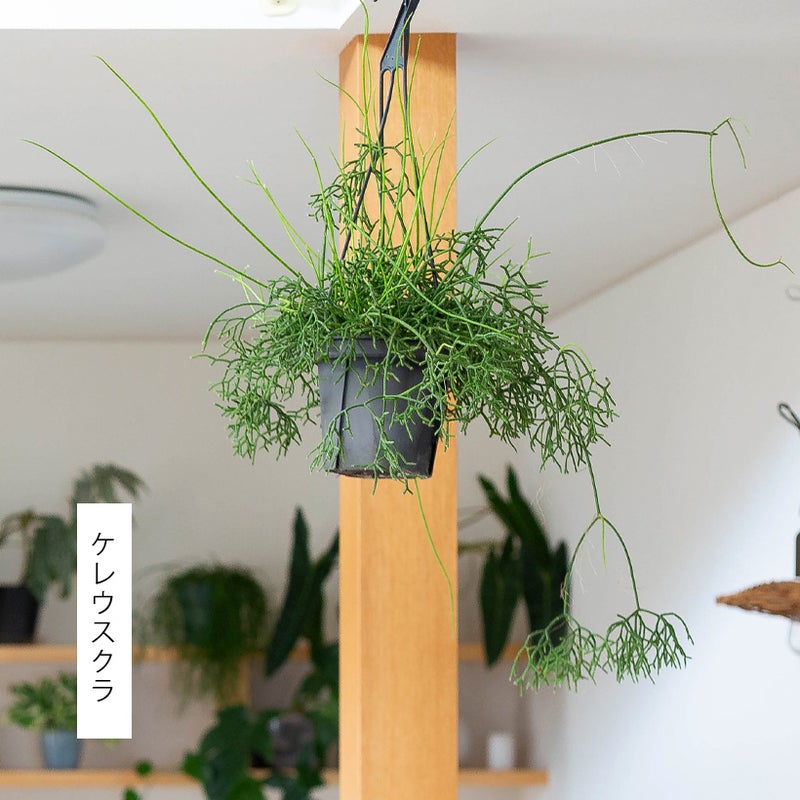 リプサリスケレウスクラ