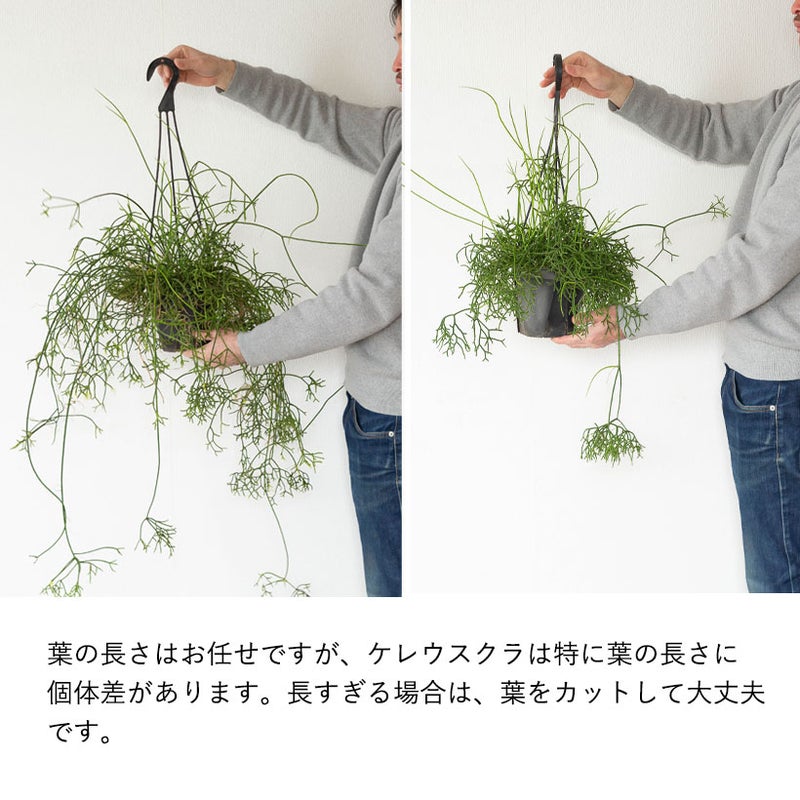 ケレウスクラの個体差について