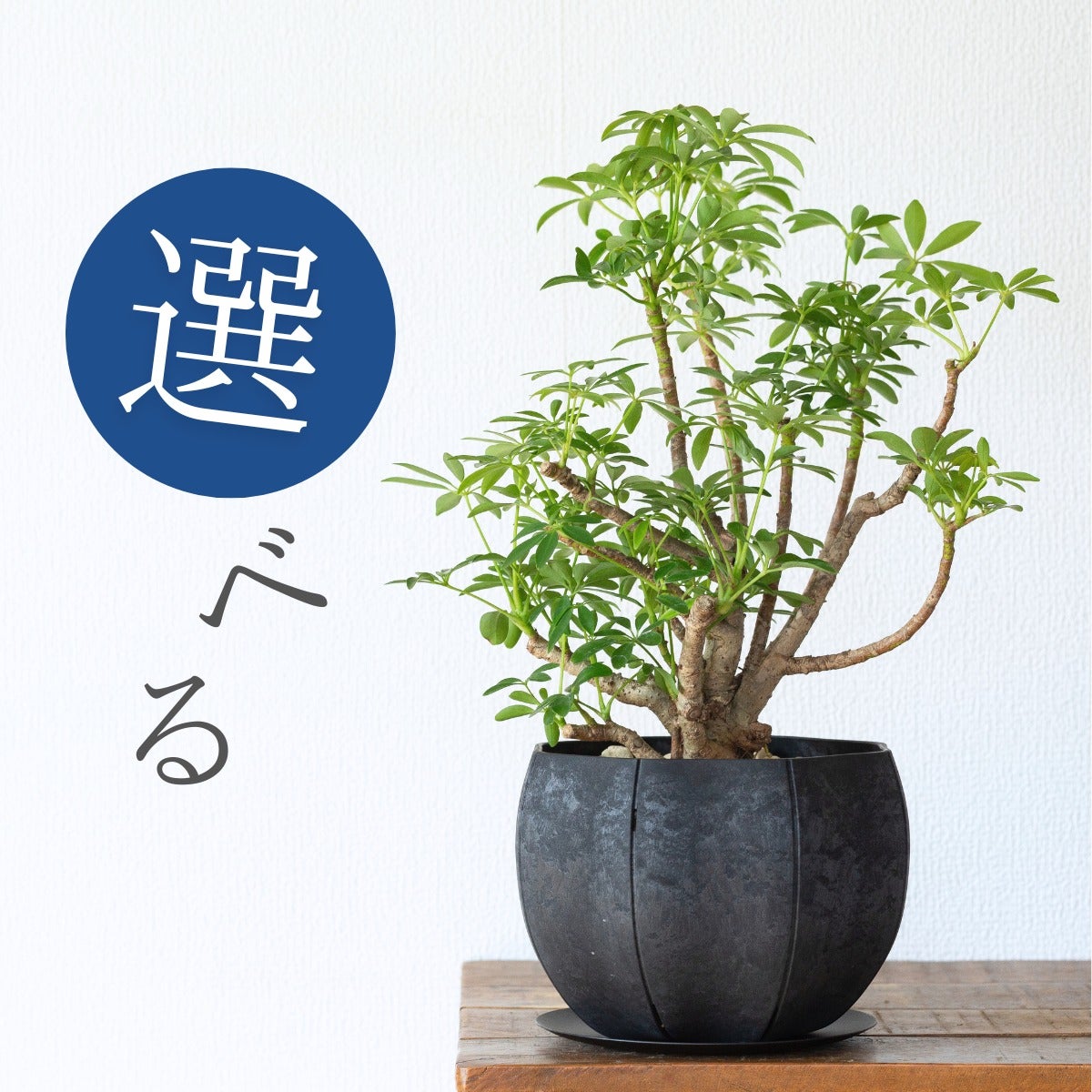 写真現品】年季の入ったシェフレラ・コンパクタ（育て方付き）