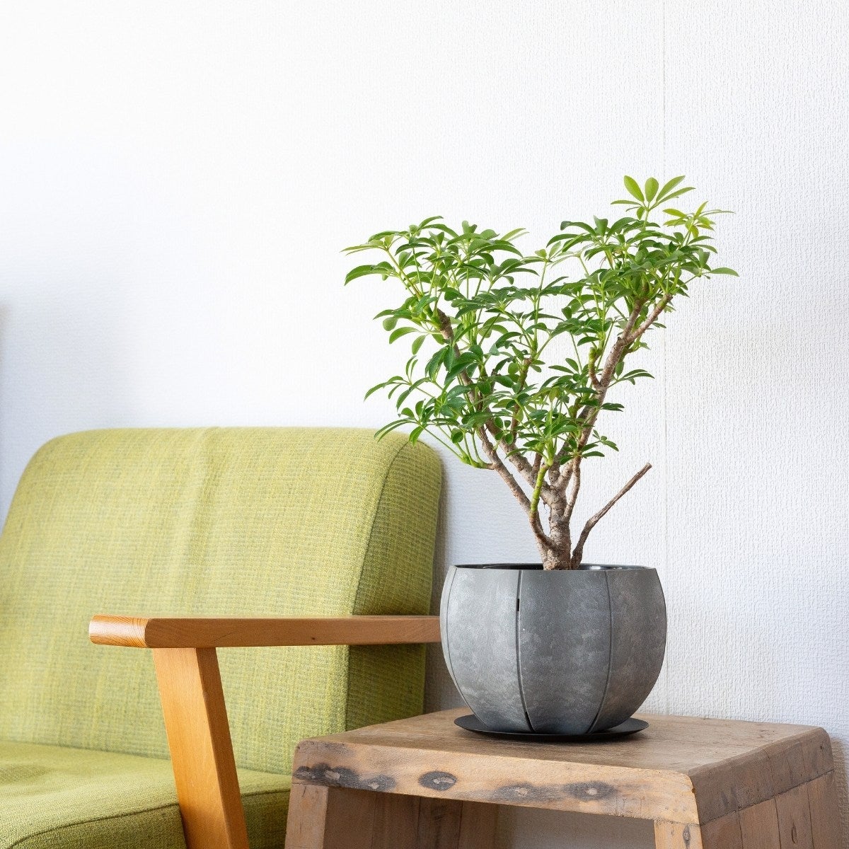 盆栽風のシェフレラ・コンパクタの画像