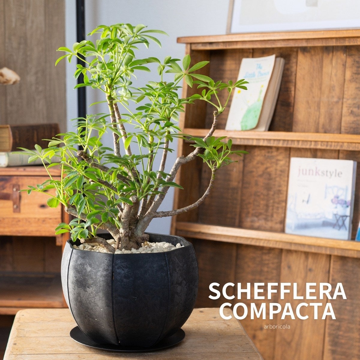 盆栽風のシェフレラ・コンパクタの画像