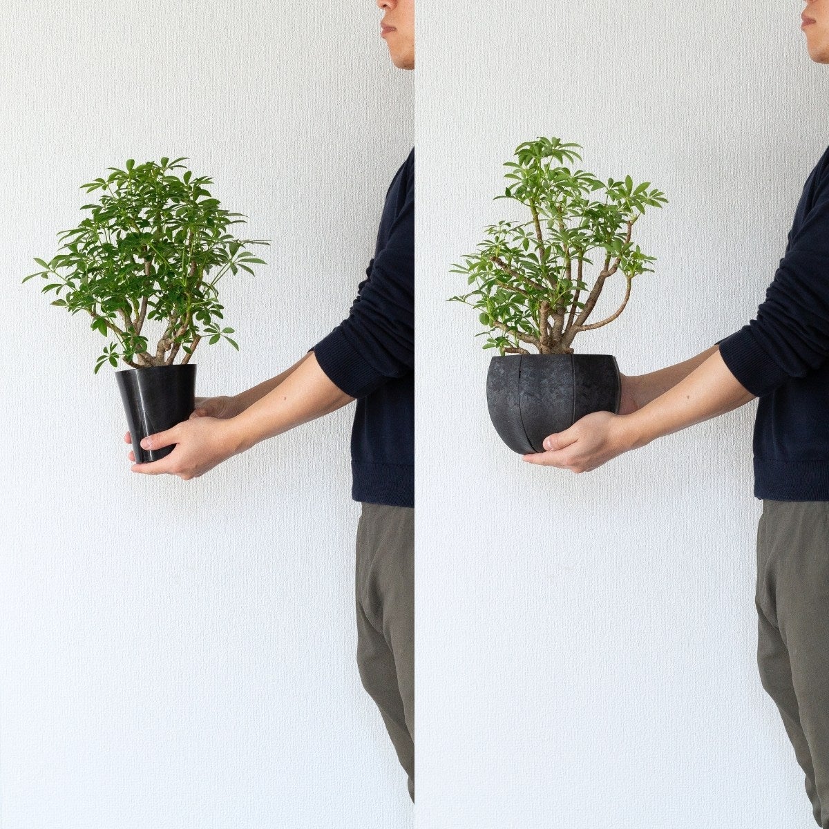 写真現品】年季の入ったシェフレラ・コンパクタ（育て方付き）