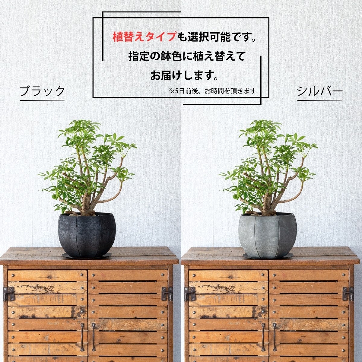 盆栽風のシェフレラ・コンパクタの植替え比較画像