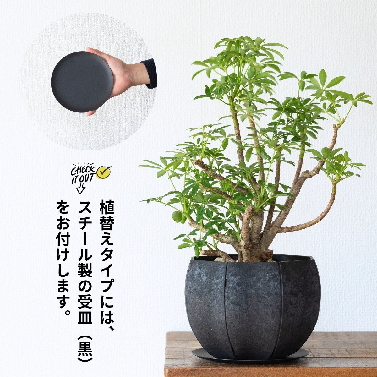 写真現品】年季の入ったシェフレラ・コンパクタ（育て方付き）