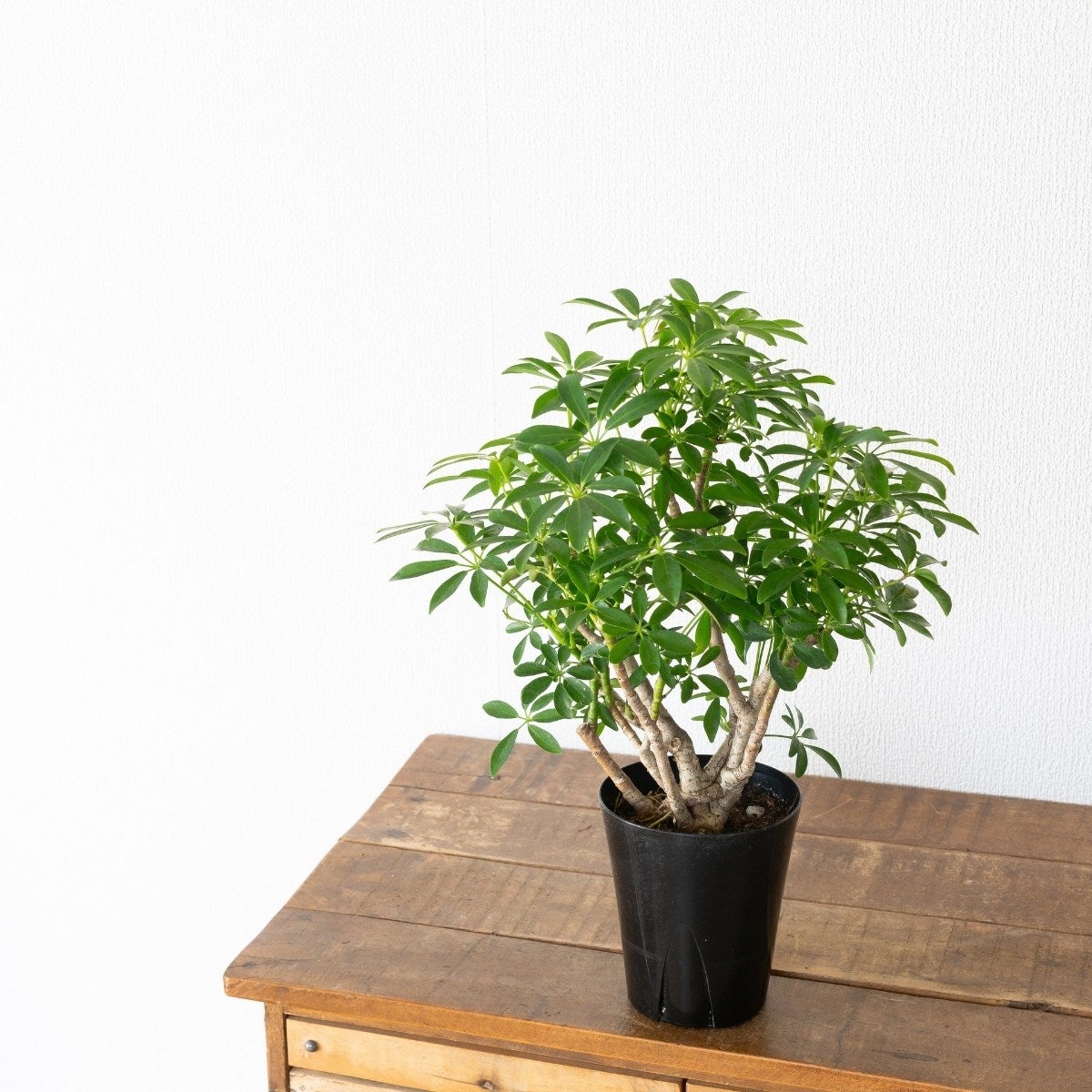 盆栽風のシェフレラ・コンパクタの画像