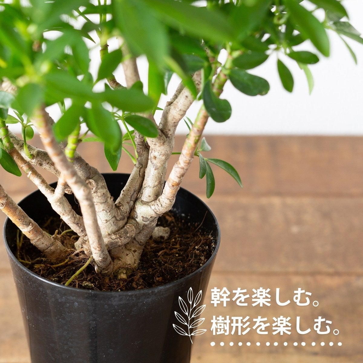 盆栽風のシェフレラ・コンパクタの幹の画像