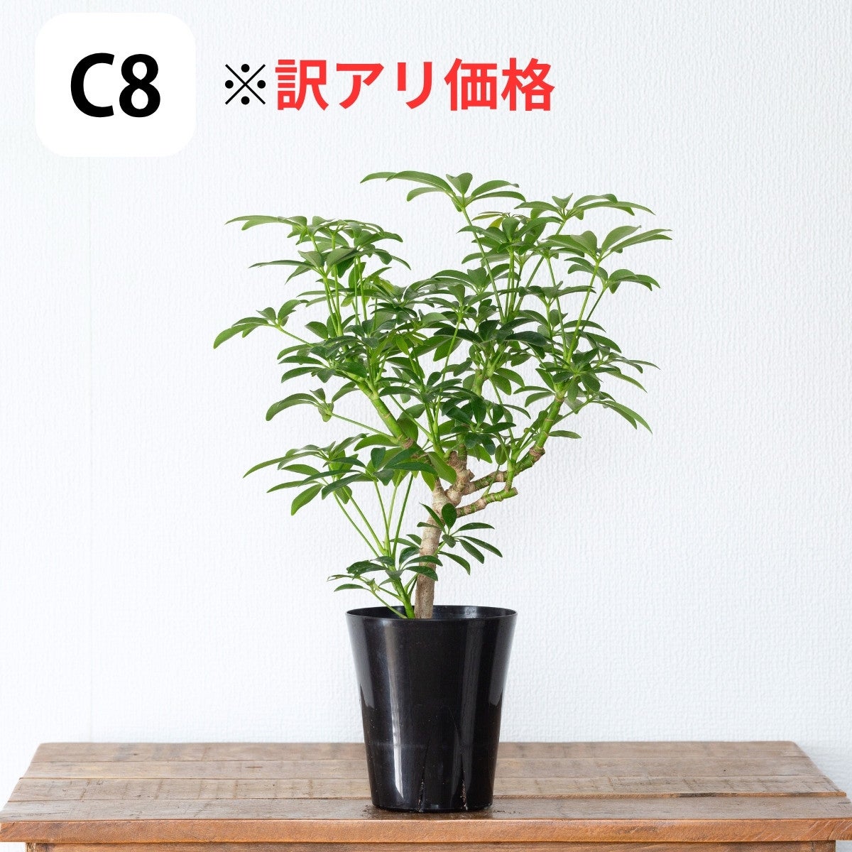写真現品】年季の入ったシェフレラ・コンパクタ（育て方付き）