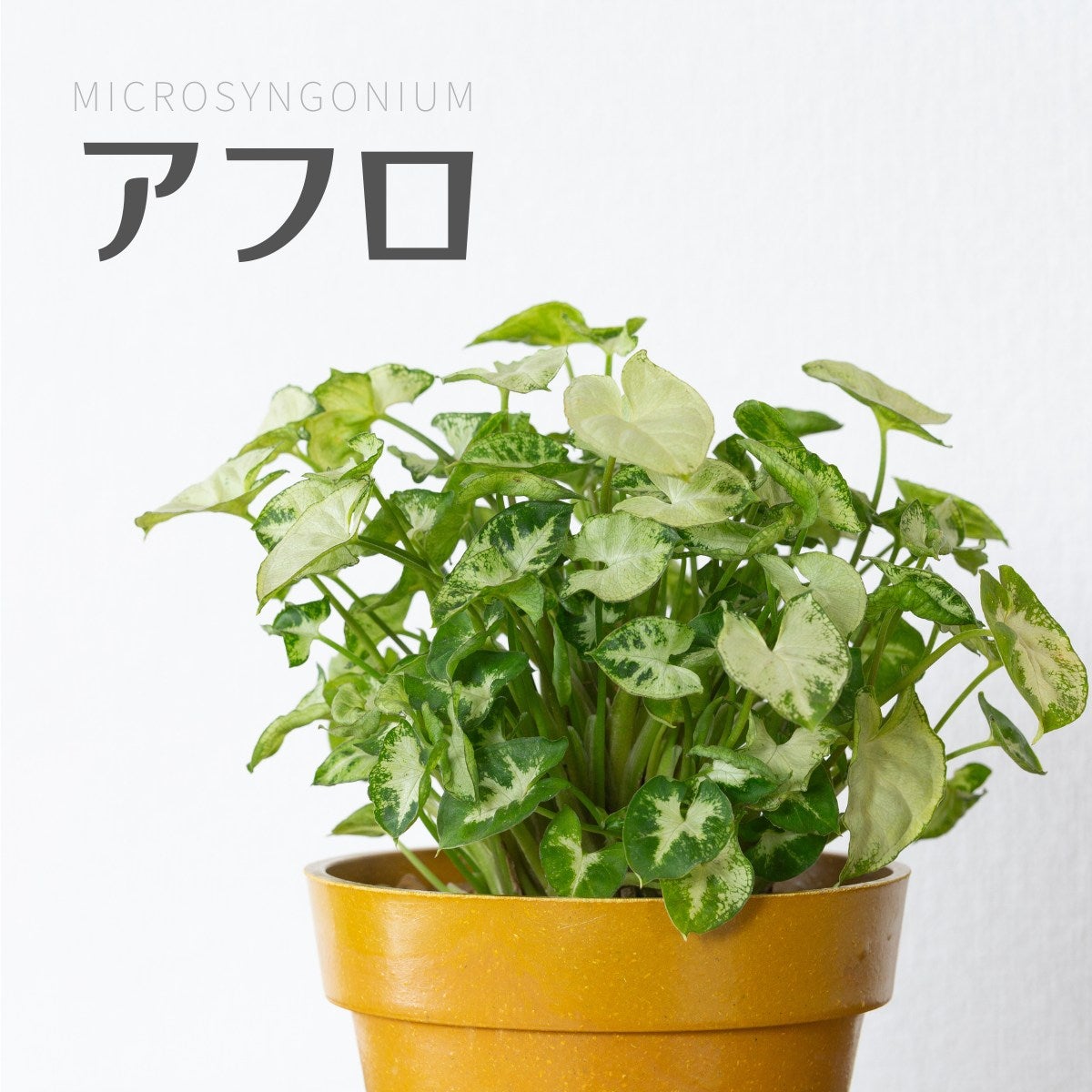 コロ助【激レア/極太】アデニウム V2ハック鉢植えH-1（種付き） 鉢が選べる】マイクロシンゴニウム・アフロ｜育て方付き