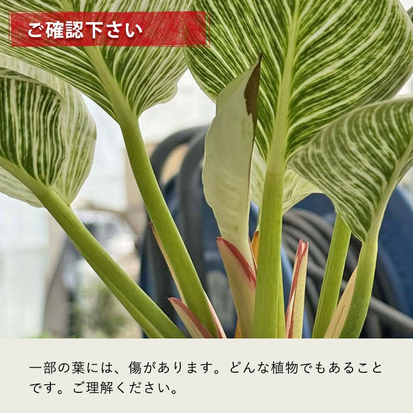 幹立ち（幹上がり）フィロデンドロンバーキン｜気根も地上に露出