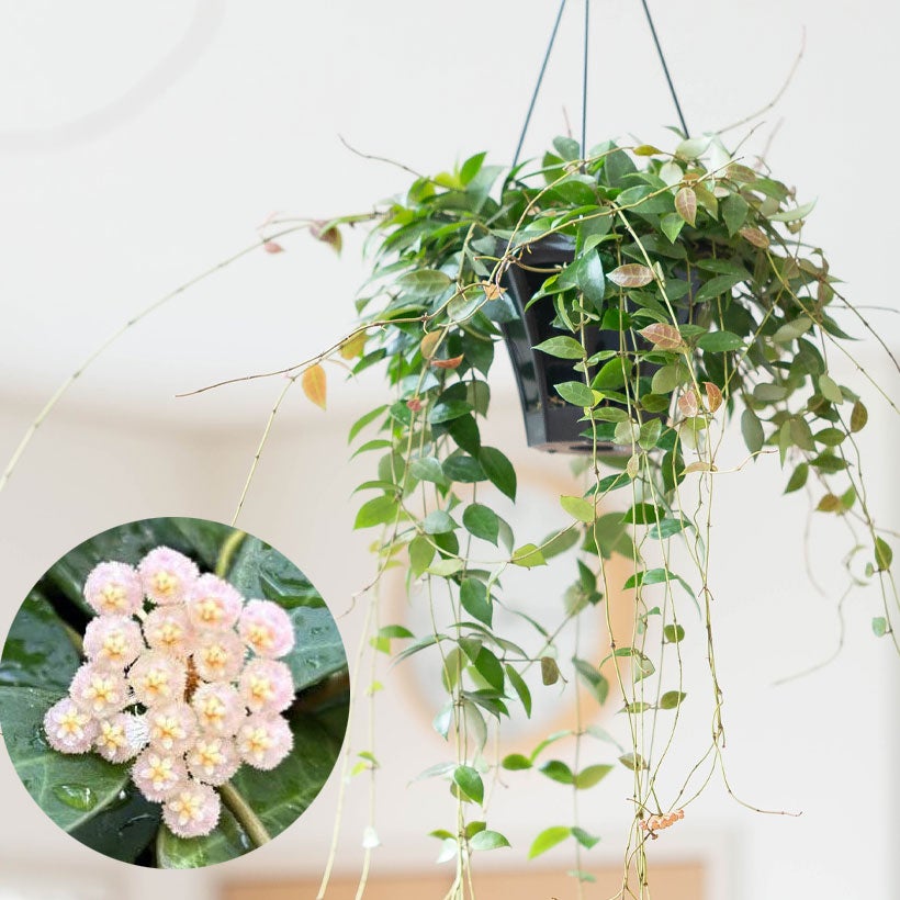 観葉植物『ホヤ』カルノーサ他21種！花、育て方｜サクララン属