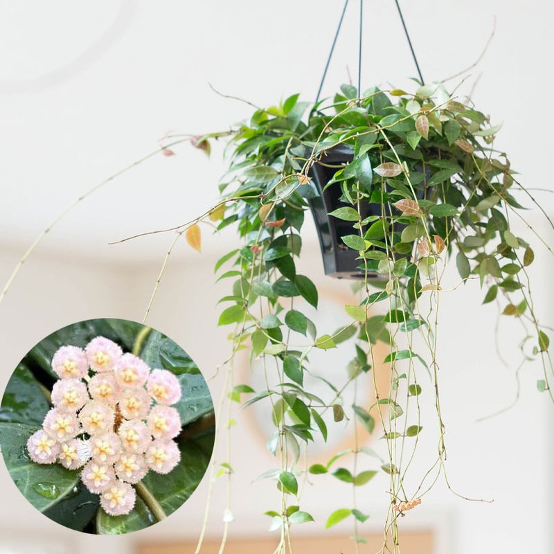 ホヤ・ラクノーサレベッカ