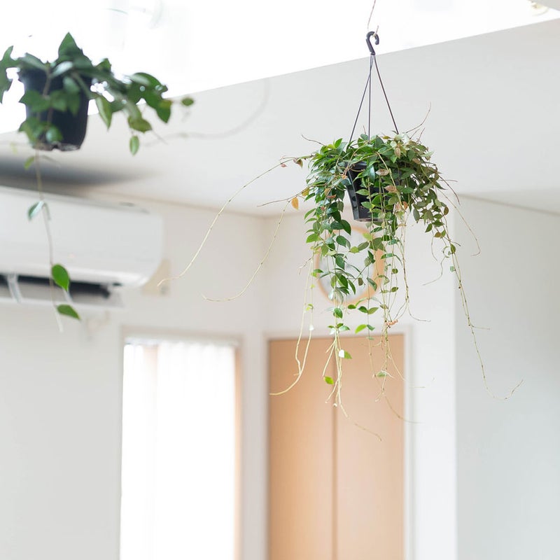 ホヤ・ラクノーサレベッカの葉