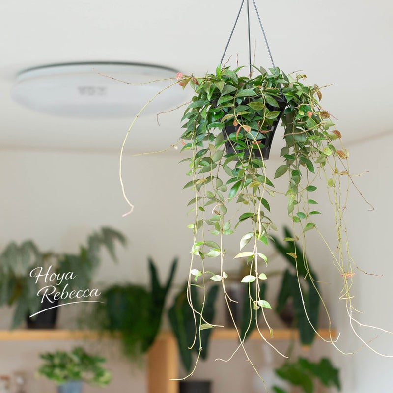 ホヤ・ラクノーサレベッカを部屋に吊るした写真