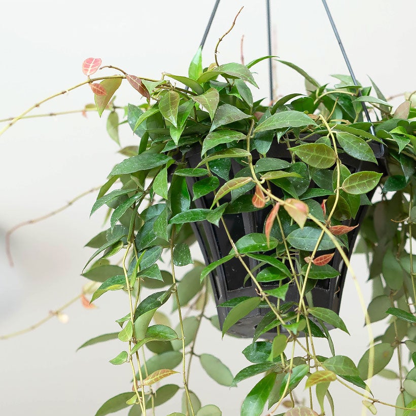 ホヤラクノーサレベッカ甘い香りの花｜小葉のコンパクト種