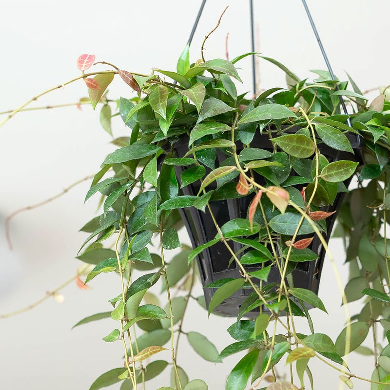 ホヤ・ラクノーサレベッカの葉