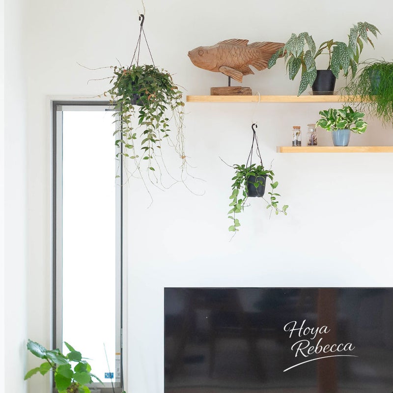 ホヤ・ラクノーサレベッカを部屋に吊るした写真