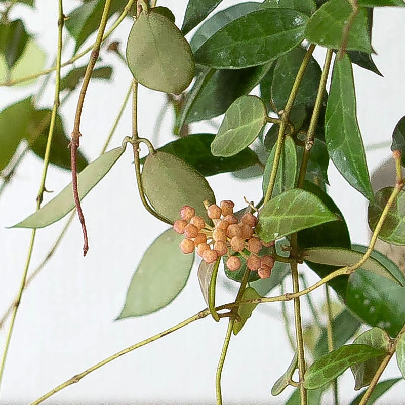 ホヤ・ラクノーサレベッカのつぼみ