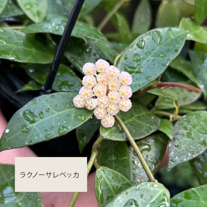 ホヤラクノーサレベッカ甘い香りの花｜小葉のコンパクト種