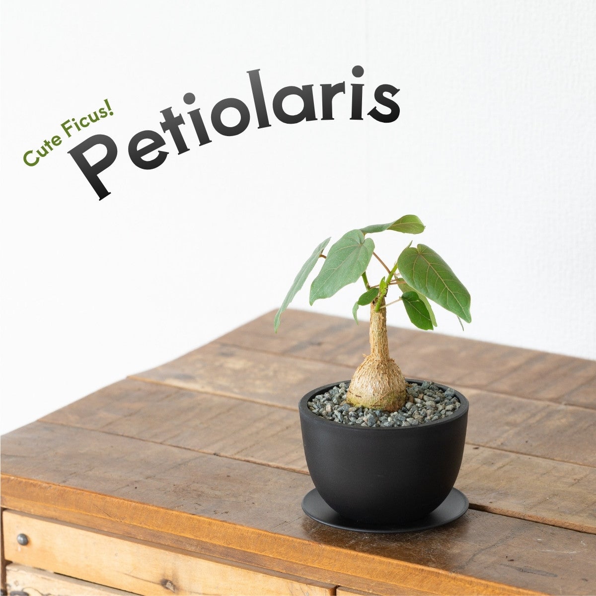 フィカス・ペティオラリス（育て方付き）｜塊根植物みたいなゴムの木